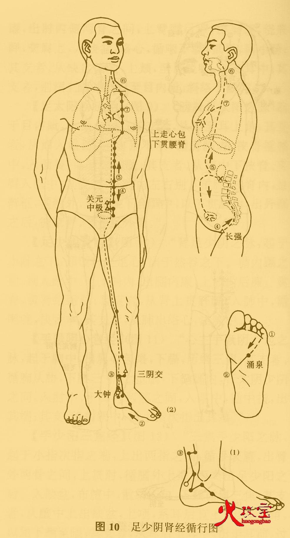 中医推拿之经络与腧穴 推拿按摩 火艾堂 中医养生资讯